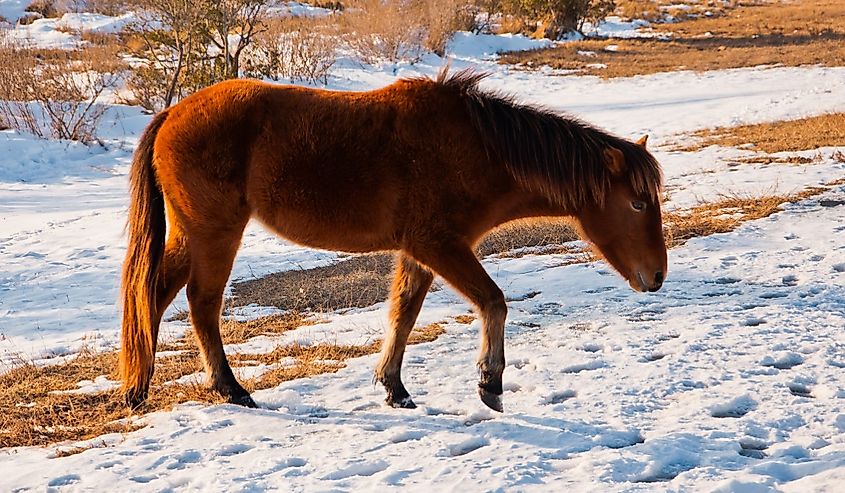 Wild horse at Assateague Island National Seashore, Maryland, in the winter.