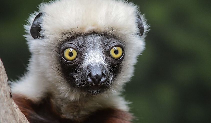 Lemur closeup shot at the Bronx Zoo
