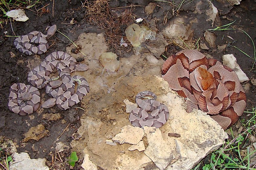 Female Osage Copperhead, Agkistrodon contortrix phaeogaster, and neonate baby copperheads shortly after live birth