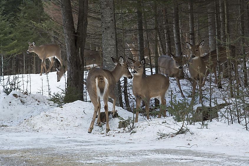 Group of white-tailed deer, Odocoileus virginianus, standing in the woods of Rangeley, Maine.