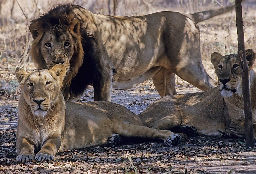 The Asiatic lion is a lion population of the subspecies Panthera leo leo. its range has been restricted to Gir National Park and the surrounding areas in the Indian state of Gujarat.