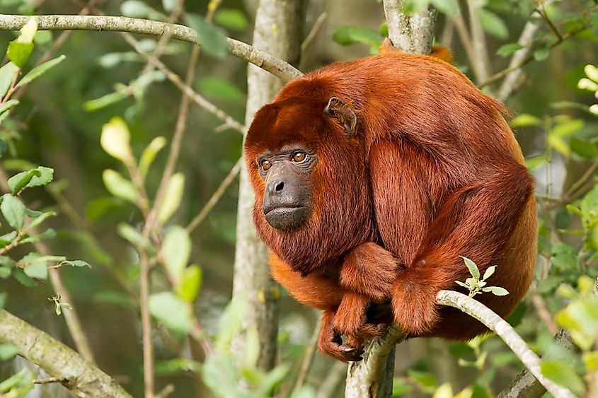 red howler monkey