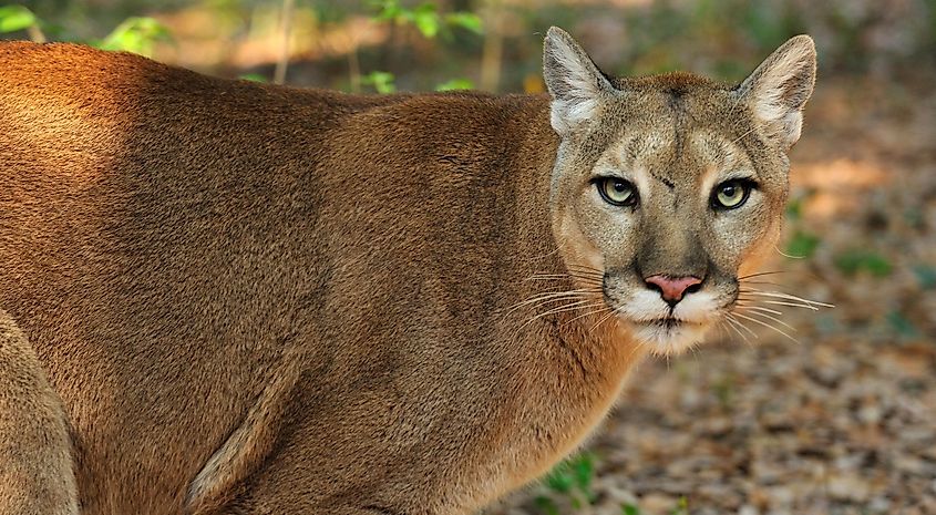 The Florida panther is the only mountain lion species that lives east of the Mississippi River. Image credit: nature.org