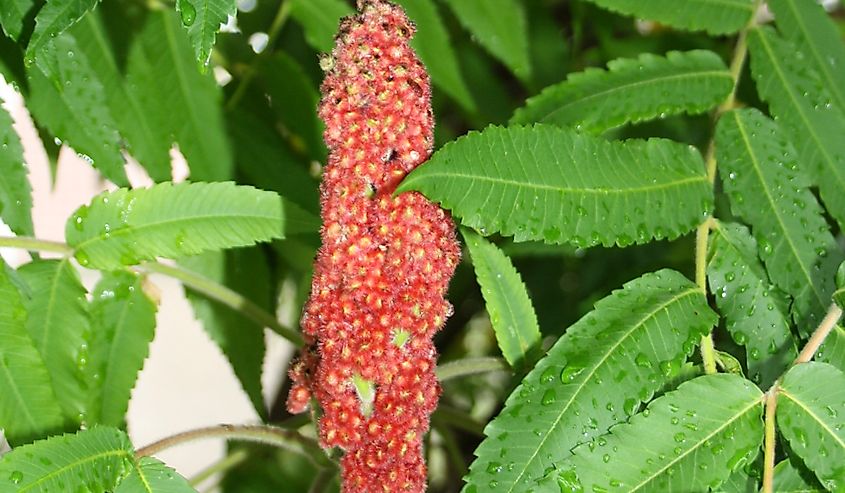 Sumac poisonous close up photo