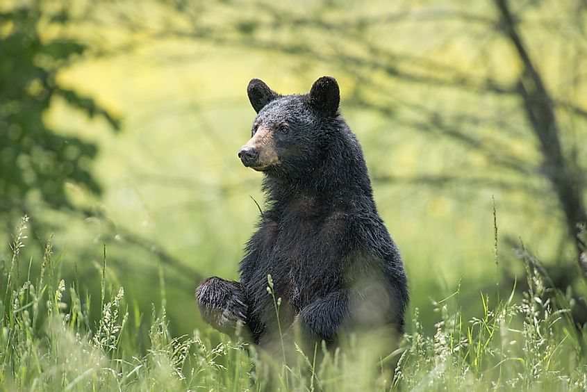 A black bear sitting on the ground surrounded by greenery in a forest.