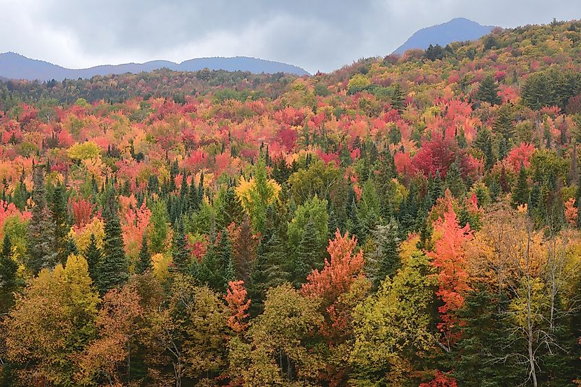 Vibrant autumn hues in White Mountain National Forest of New Hampshire.