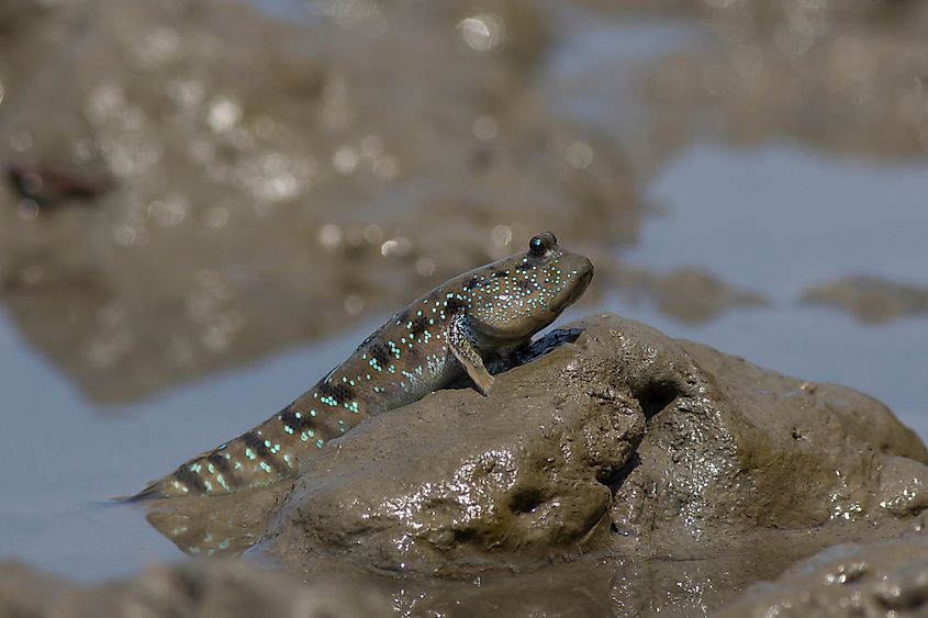 Mudskipper mangroves