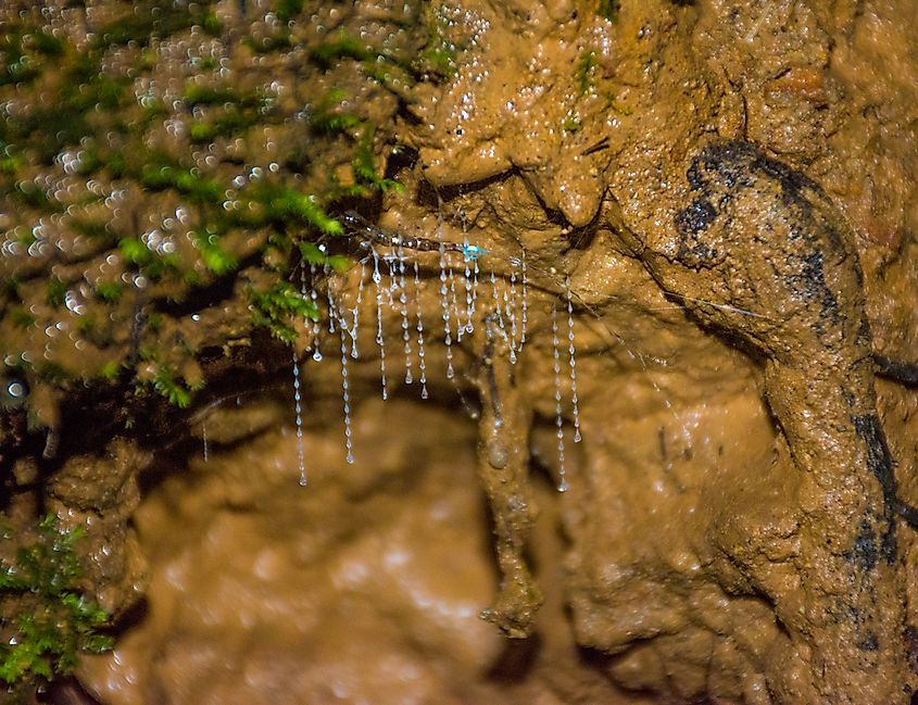 Arachnocampa Luminosa that can only be found in New Zealand.