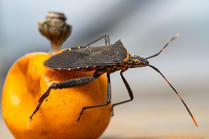 kissing bug on Halloween pumpkin 