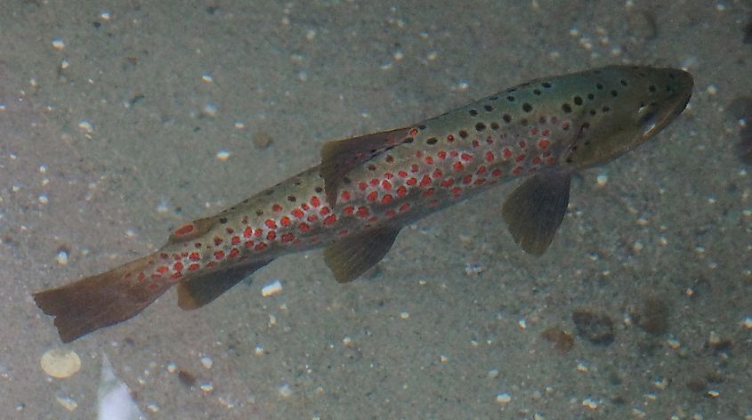 Ohrid trout (Salmo letnica). 
