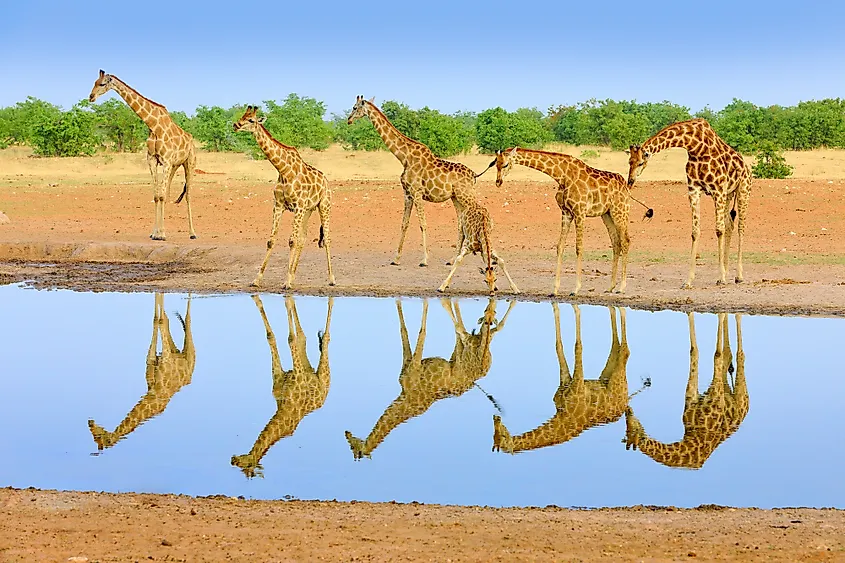 Giraffes