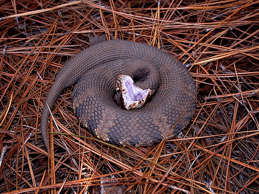 This 2005 photograph depicted an “eastern cottonmouth” snake, Agkistrodon p. piscivorus, as it was coiled atop a ground cover of pine needles. Startled, this snake had taken on a defensive posture, baring its fangs in a very aggressive manner.