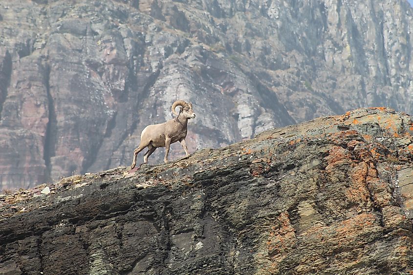 A Rocky Mountain bighorn sheep walking on a ledge