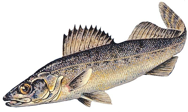 Blue pike specimen. NOAA/GLERL