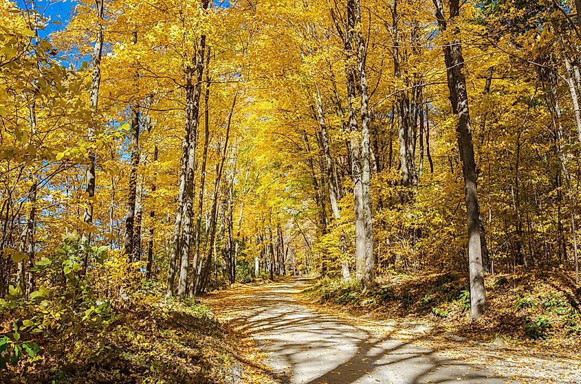 Winding road through a golden forest on a sunny autumn day. Kent, CT.