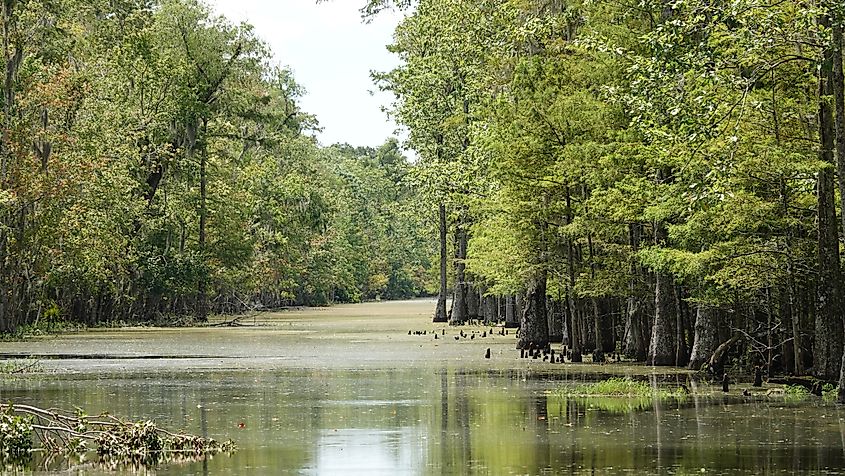 Marsh river in Houma, Louisiana.