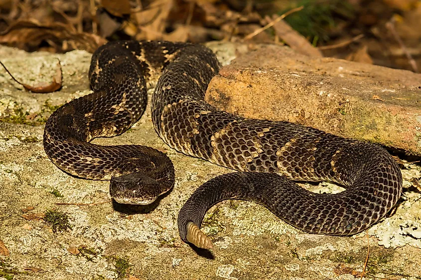 Timber Rattlesnake.