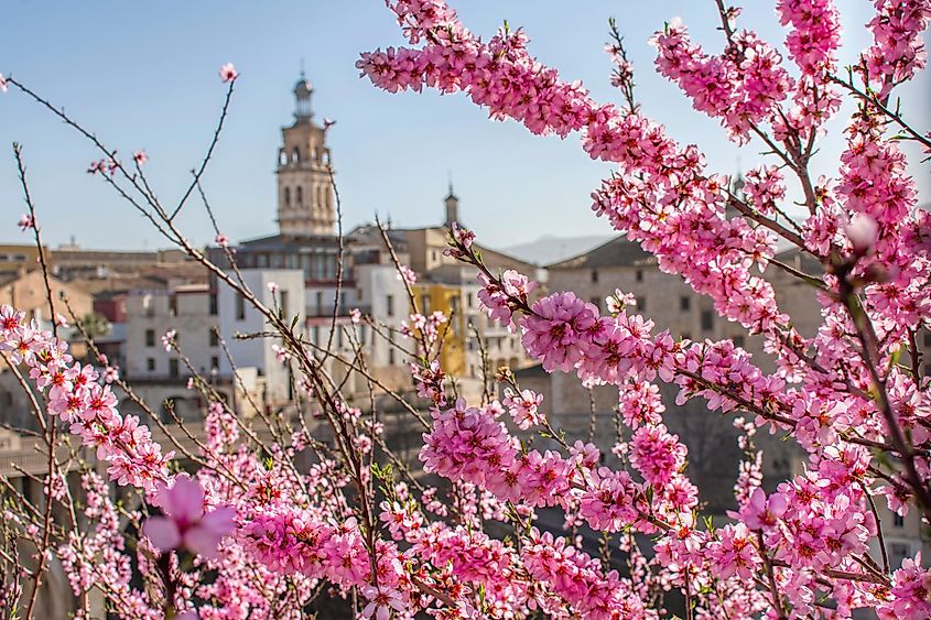 Almond blossom in Ontinyent, Spain