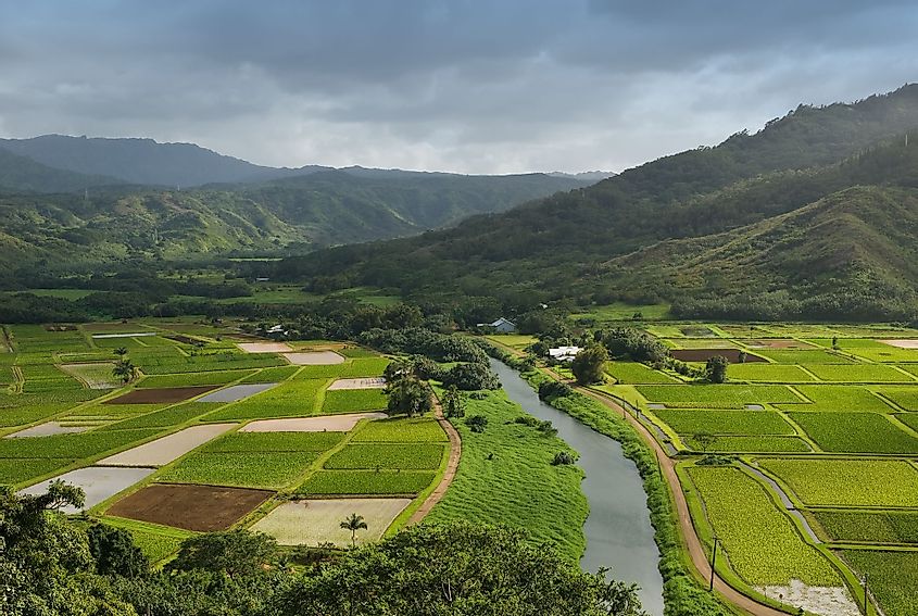 Aerial view of the Hanalei River flowing through the Taro fields in Hawaii. 