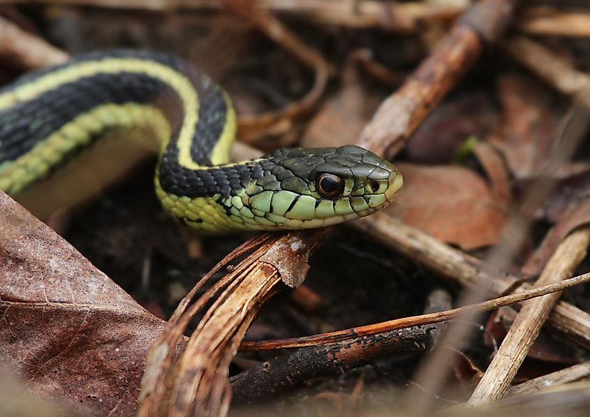 A profile shot of an Eastern Garter Snake.