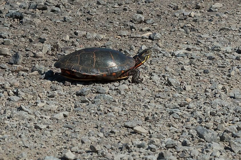 Kawartha Lakes turtle