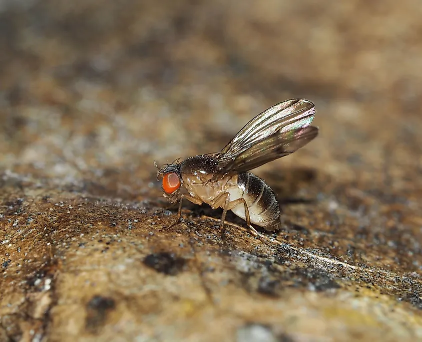 The The Hawaiian fly Drosophila mimica on a leaf.