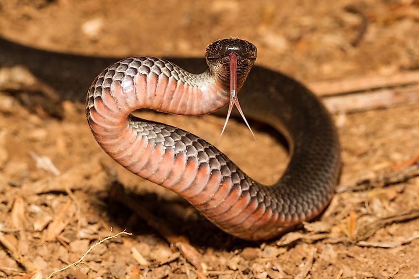 An Eastern Small-eyed Snake (Cryptophis nigrescens) with its tongue flickering