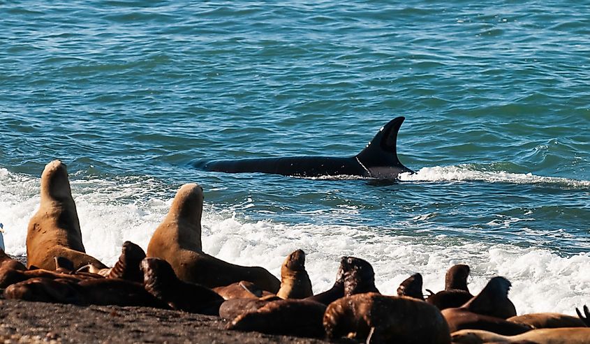 Killer Whale, Orca, hunting a sea lions , Peninsula Valdes, Patagonia Argentina