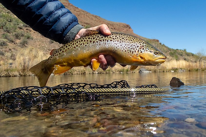 A wild brown trout being released