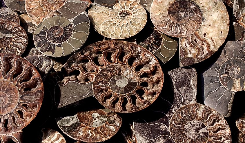 Died-out Cephalopoda mollusks - ammonites.