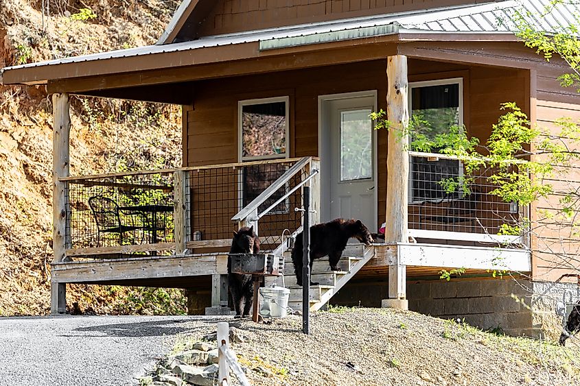 Bears in front of a wooden cabin in the Great Smoky Mountains
