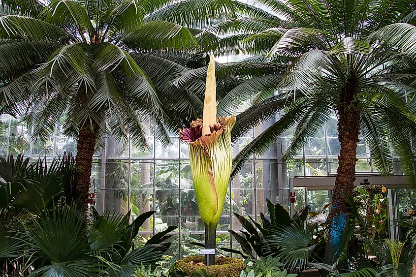 The titan arum’s flower