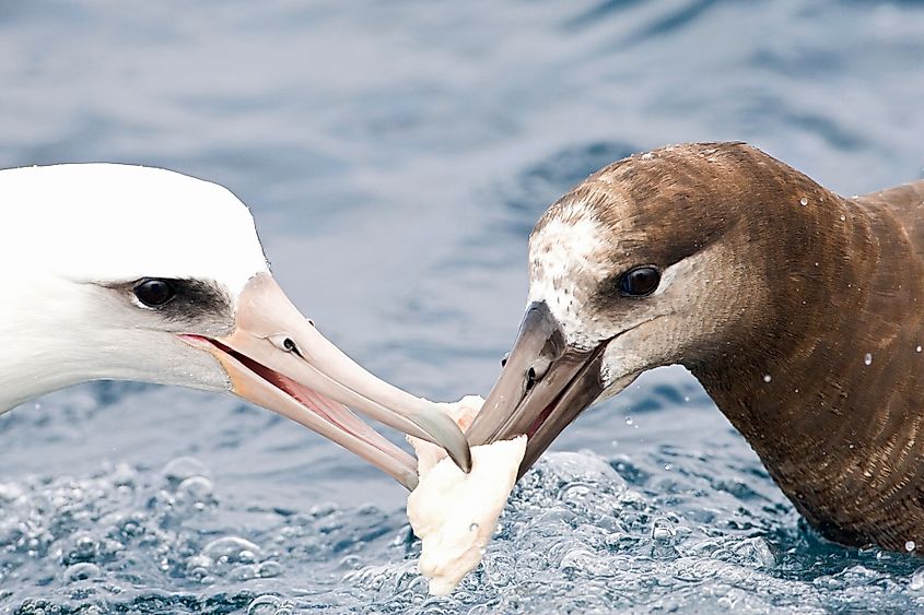 Laysan Albatross fighting over food.