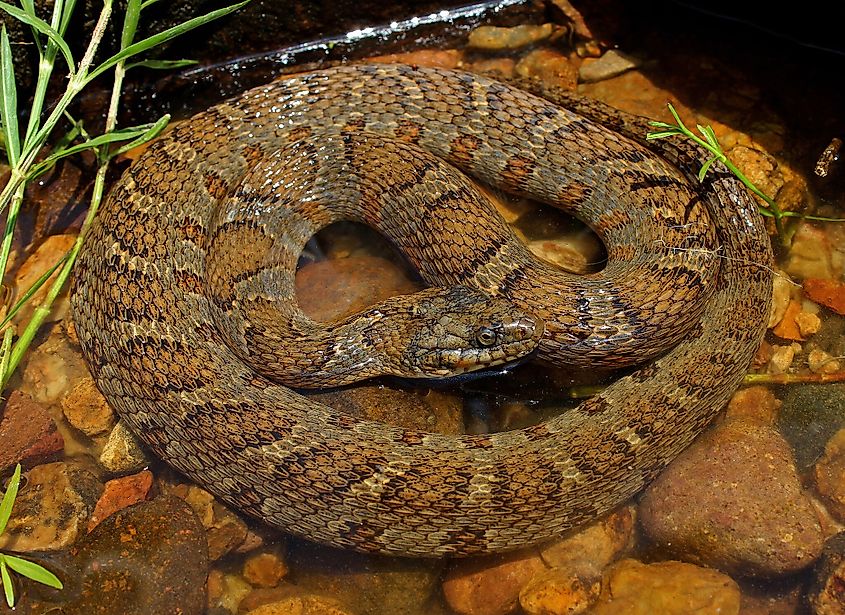 Midland Water Snake (Nerodia sipedon pleuralis)