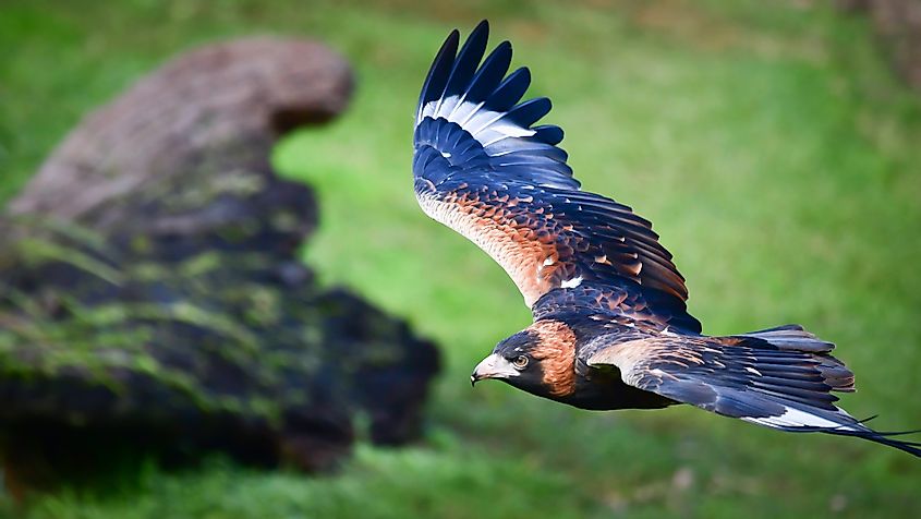 Australian wedge tailed eagle