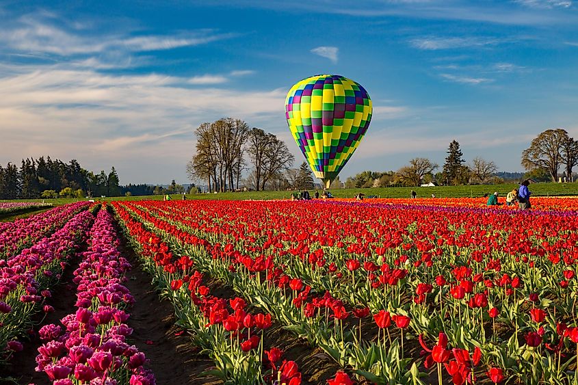 tulip fiels in bloom near Woodburn, Oregon