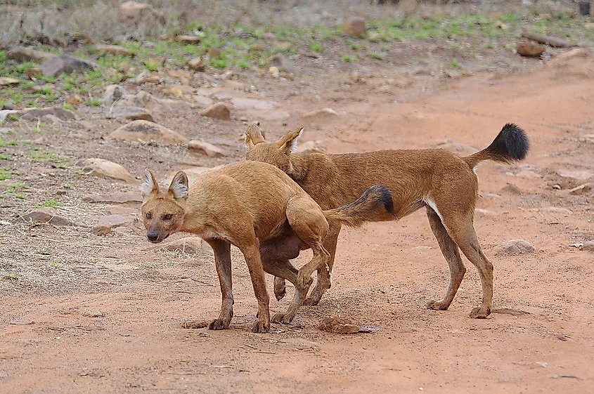 dhole