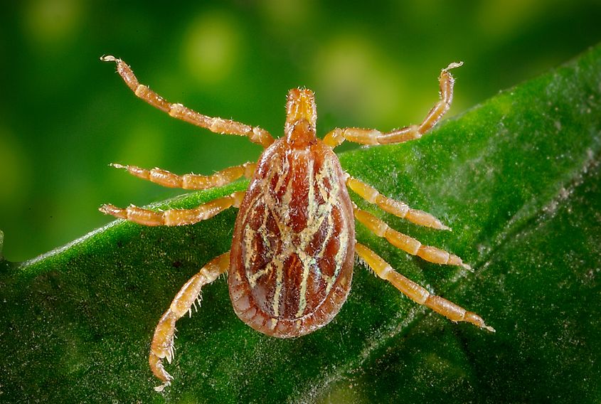 dorsal view of a male Gulf Coast tick, Amblyomma maculatum.