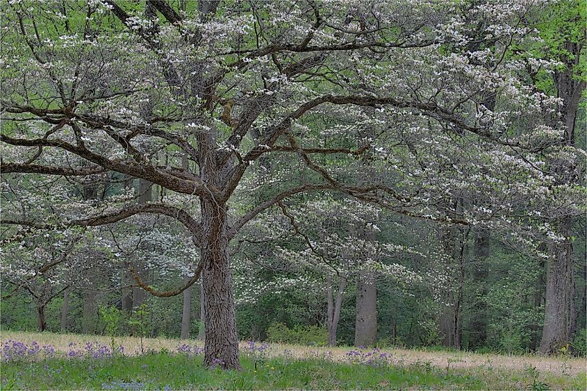 Blooming white dogwood amongst the hardwood tree. Mt. Cuba Center, Hockessin, Delaware