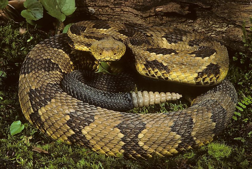 Coiled Timber Rattlesnake (Crotalus horridus) in New Jersey.