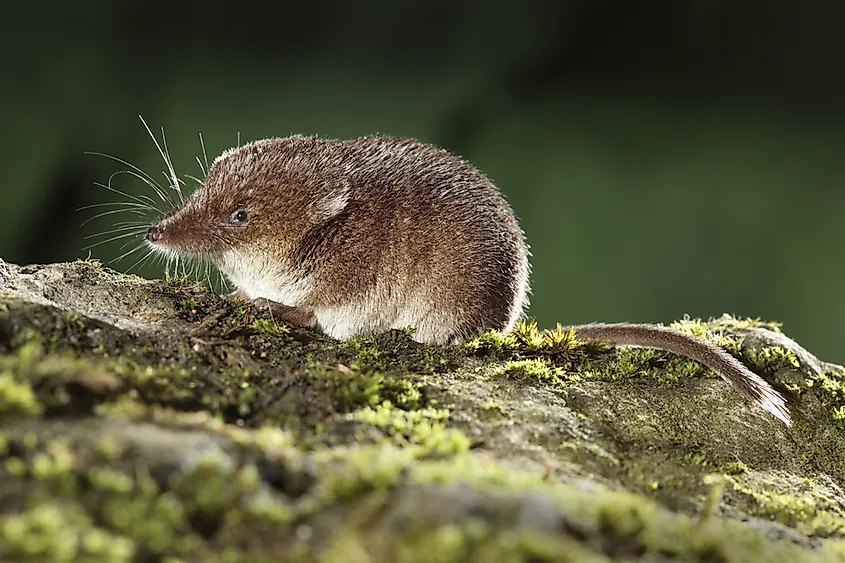 How Many Species Of Tree Are Native To The Uk