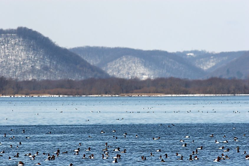Ducks on the Mississippi River near the bluffs of Iowa's Driftless Area