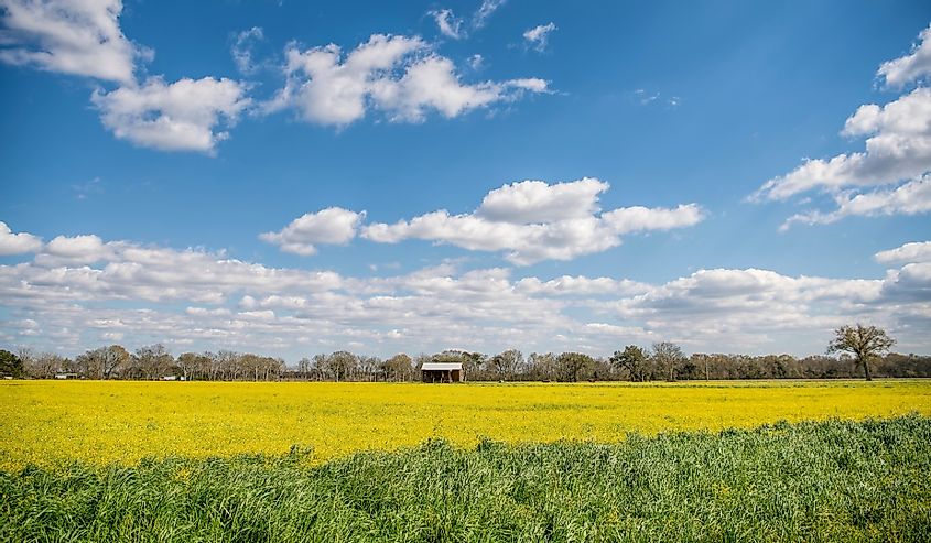 Field of Yellow Butterweed Blooming in Acadia Parish Louisiana