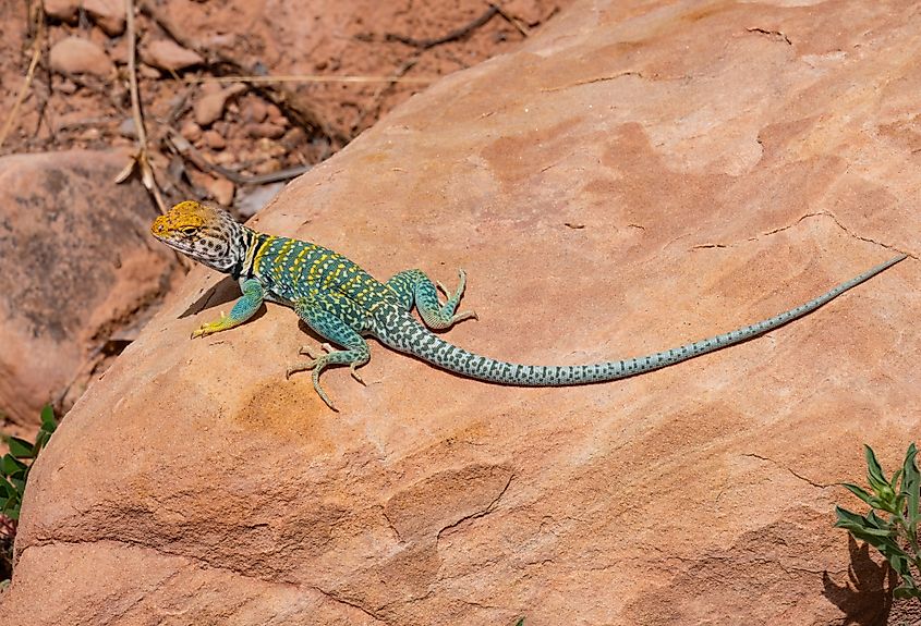 Eastern Collard Lizard on the rocks