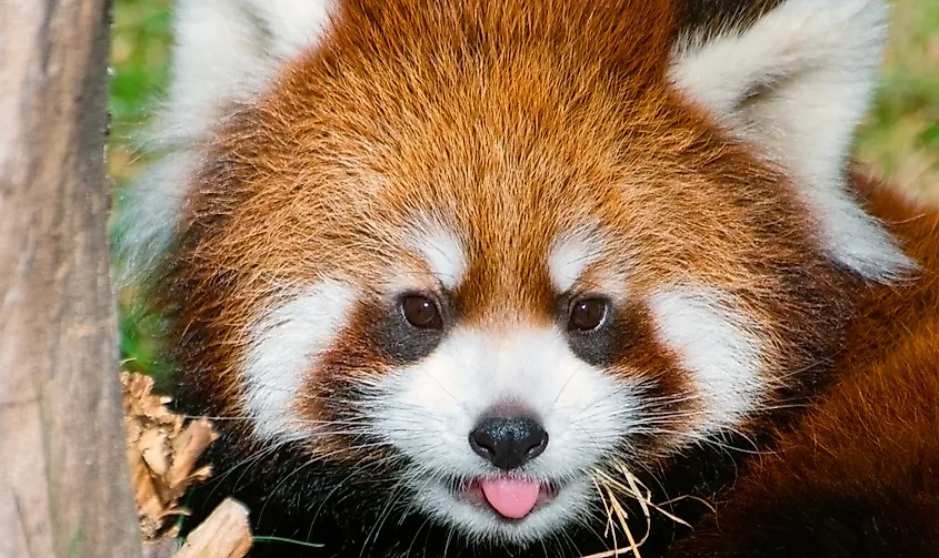 Close-up shot of a red panda's face.