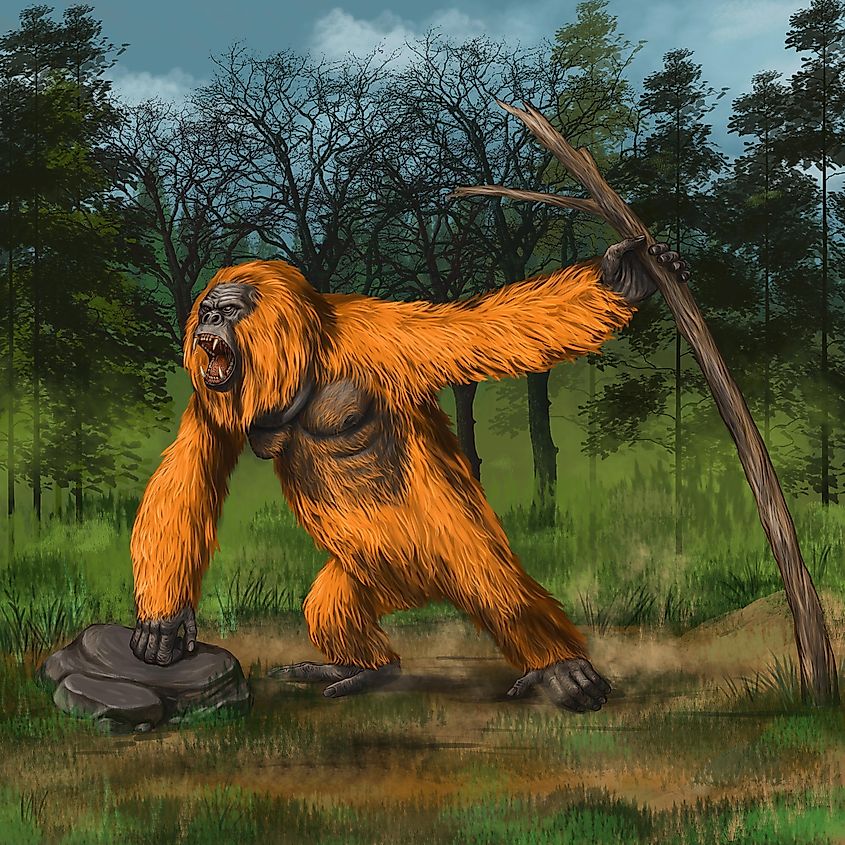 Prehistoric primates gigantopithecus in nature. 