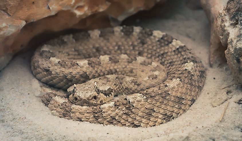 A Colorado Desert sidewinder (Crotalus cerastes laterorepens) coiled between rocks