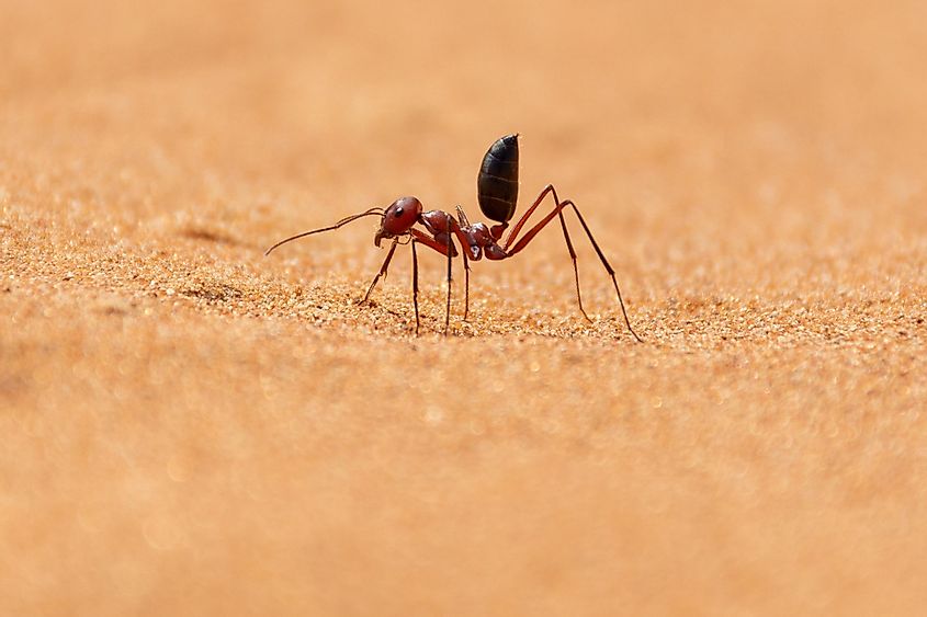 Sahara Desert Ant (Cataglyphis bicolor) running along the sand dunes in Ras al Khaimah, United Arab Emirates.
