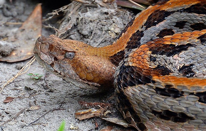 Timber rattlesnake in Florida.