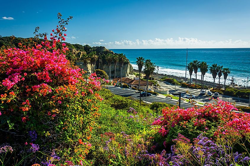 Colorful flowers and view of San Clemente State Beach from Calafia Park in San Clemente, California